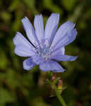 Chicory